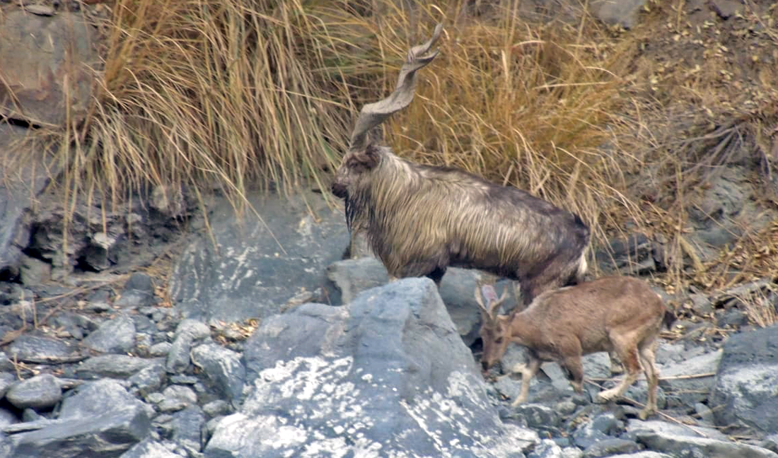 Markhor Trophy Hunting Conservation Efforts Go Side By Side Arab News Pk