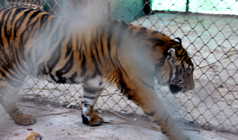 Peshawar zoo faces outcry over animal deaths | Arab News PK