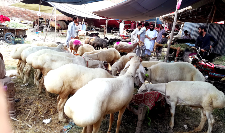 Sheep remains buyers’ top pick in KP for Eidul Adha | Arab News PK