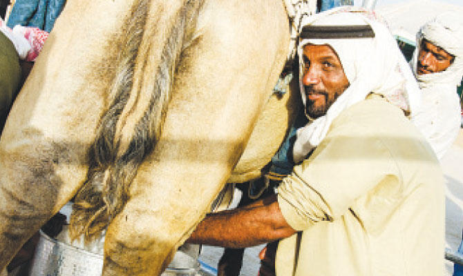 The Saudi Crown Prince Camel Festival celebrates the ...