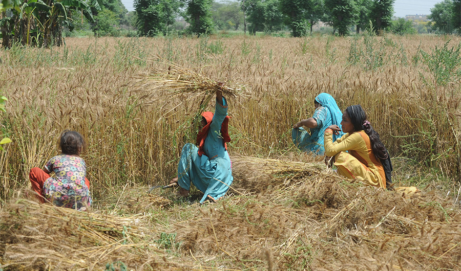 In Pakistan, push to free farmers from middlemen is riddled with ...