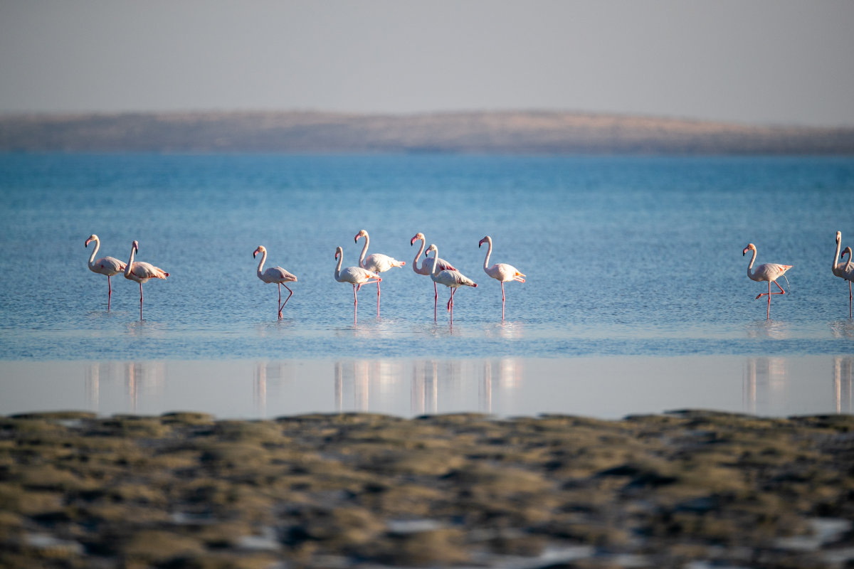 Why Saudi Arabia’s Farasan Islands are a haven for flamingos