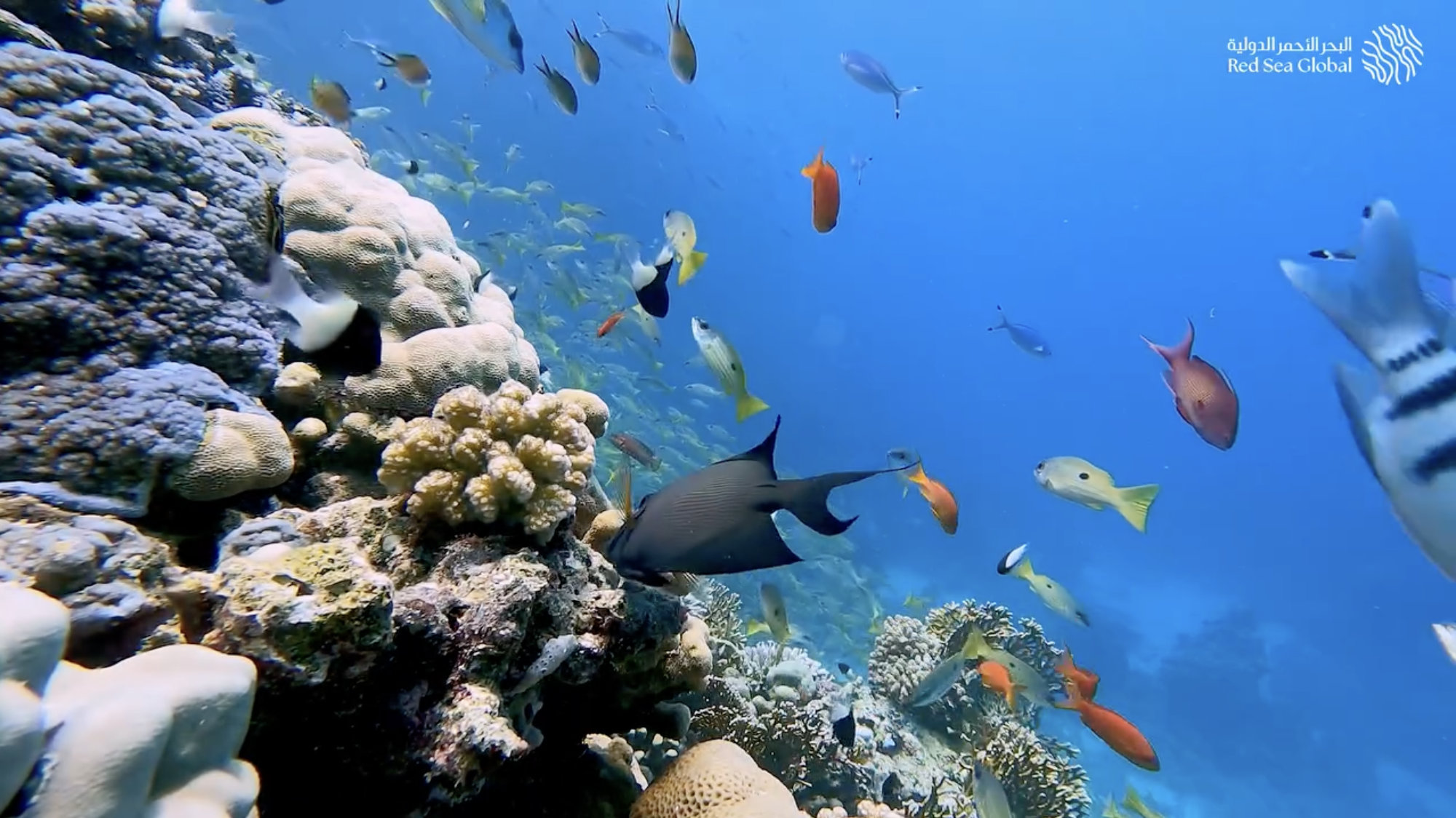 How Saudi Arabia is developing tourism while protecting its precious marine ecosystems