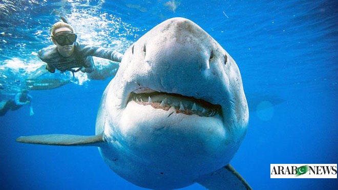 At Harvard, shark researcher documents surge of great whites off