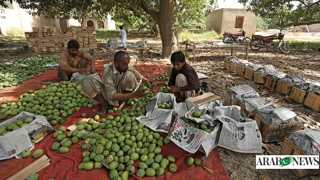 Pakistan Begins Mango Export Season By Sending First Air Shipment To   3826836 600951236 