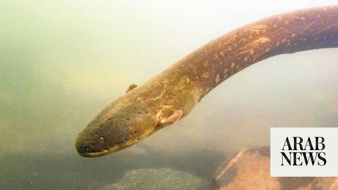 A shocking find new high voltage electric eels revealed Arab