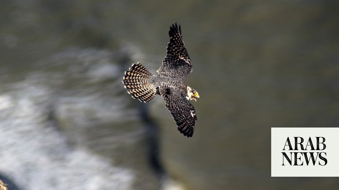 Birds of Prey - Annan School