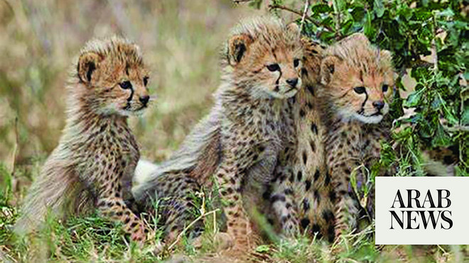 Iran's World Cup jerseys have a cheetah on them 