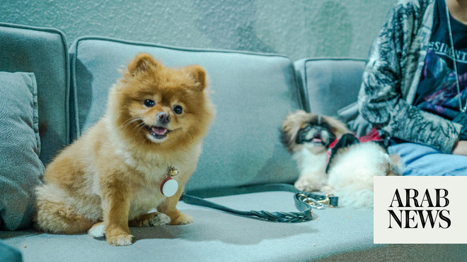 can a pomeranian live in brazil