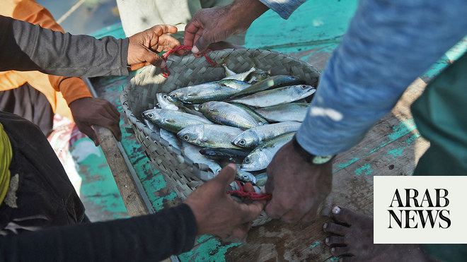 Pakistani fisherman becomes millionaire overnight after selling rare fish -  Times of India