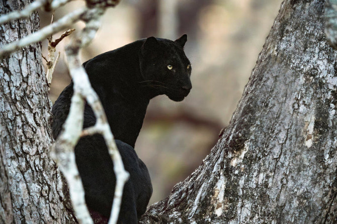 black leopard cat
