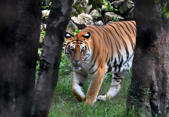 White Bengal Tiger - Creation Kingdom Zoo