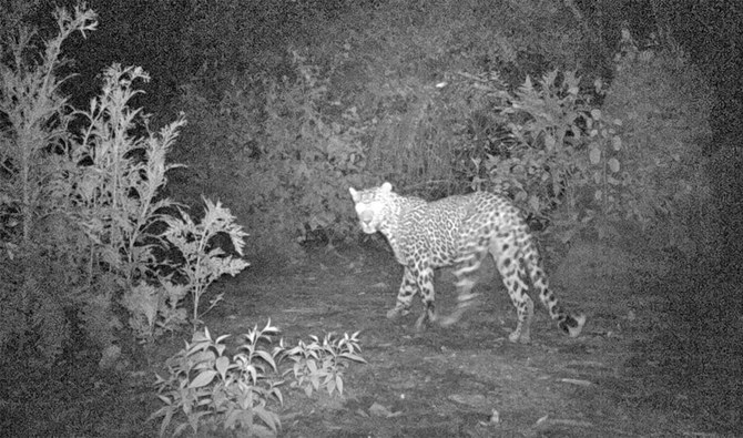 Police deployed as leopards enter Islamabad’s Saidpur Village, attack ...