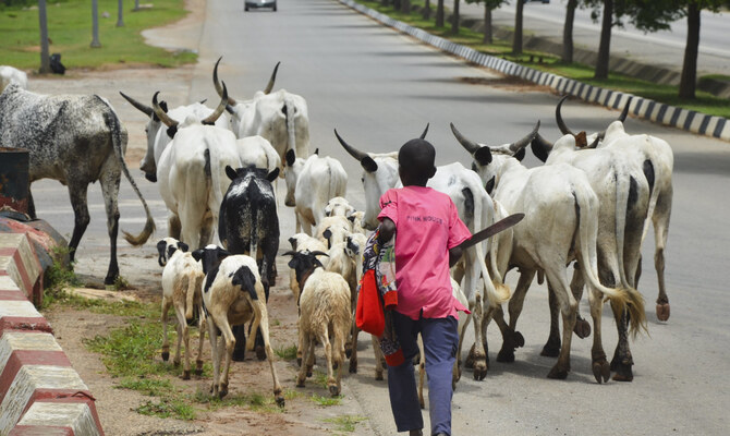 Des vaches bloquent la capitale du Nigeria